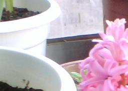 风信子的养殖方法与注意事项（地栽风信子的养殖方法与注意事项）