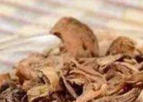 蒲公英根茶的功效与作用（蒲公英根茶的功效与作用及禁忌症）