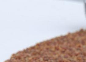 黑苦芥茶的功效与作用（黑苦芥茶的功效与作用及食用方法用多少度开水泡为宜）