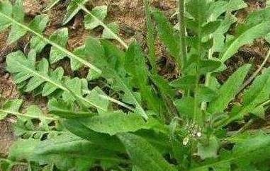 地米菜的功效与作用 地米菜的功效与作用是什么