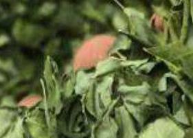 辣木叶蒲公英茶的功效与作用（辣木叶蒲公英茶的功效与作用是什么）