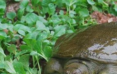 野生甲鱼的功效与作用