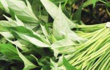 红薯叶的功效与作用 红薯叶的功效与作用、禁忌和食用方法