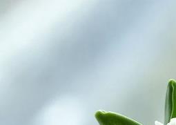 风信子用水如何养 风信子用水养需要补充营养吗?