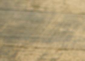 生姜红茶减肥有效吗 生姜红茶能减肥吗