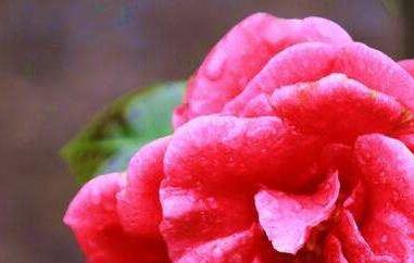 山茶花油的副作用 山茶花油的副作用与禁忌