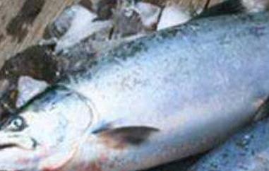 如何挑选三文鱼（如何挑选三文鱼会不会新鲜）