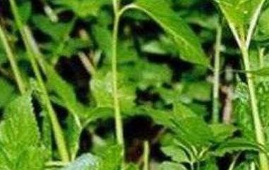 茴芹的功效与作用 茴芹的功效与作用是什么