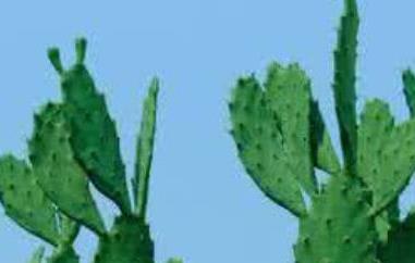 仙人片的作用与功效（仙人片的作用与功效是什么）