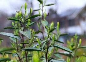 雨花茶属于什么茶 雨花茶属于什么茶系