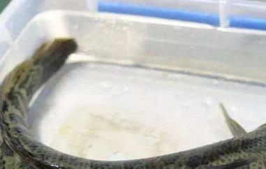 黑鱼的功效与作用 黑鱼的功效与作用禁忌