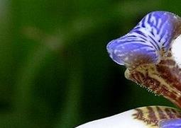 巴西鸢尾的功效与作用 巴西鸢尾的药用功效