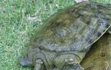 野生甲鱼和养殖甲鱼的区别有哪些 野生甲鱼和养殖甲鱼的区别在哪里