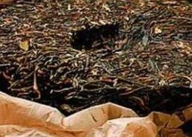 喝普洱茶的功效与作用有哪些 喝普洱茶的功效和作用是什么