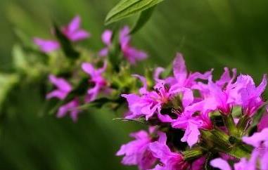 千屈菜的功效与作用及食用方法 千屈菜的功效与作用及食用方法禁忌