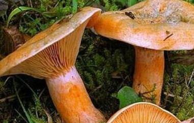 重阳菌的功效与作用（重阳菌有什么营养）