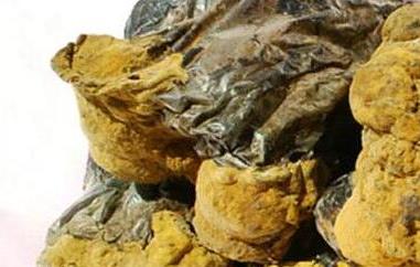 桑黄菇的功效与作用(桑黄菇的功效与作用及禁忌)