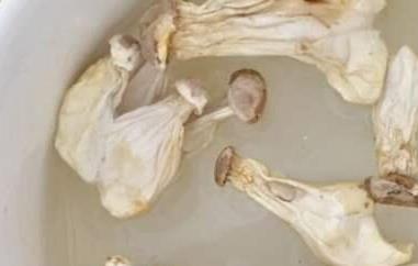 长寿菇怎么泡发 长寿菇怎么泡发最好