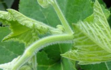 南瓜茎叶的功效与作用 南瓜叶子有什么功效和作用