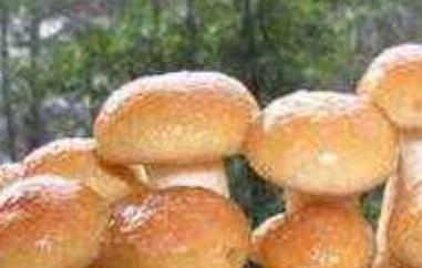 珍珠菇的功效与作用（珍珠香菇的功效与作用）