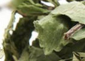 荷叶泡水喝的功效与作用 荷叶泡水喝的功效与作用及禁忌