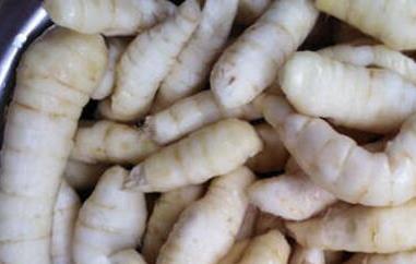 竹芋薯的功效与禁忌(竹薯的功效与作用禁忌)