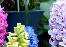 风信子怎么养 风信子怎么养土培