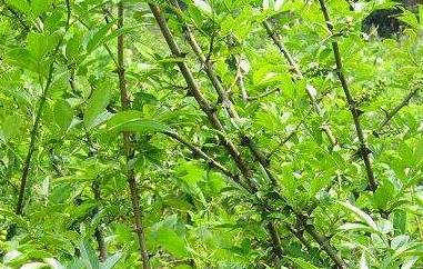 青刺尖做菜怎么吃 青刺尖做菜怎么吃好吃