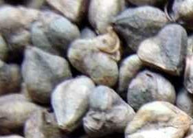 苦荞麦的副作用（苦荞麦的副作用是什么）