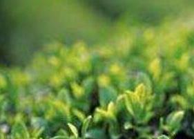 茶多酚的功效与作用及禁忌 茶多酚的功效与作用及禁忌症有哪些