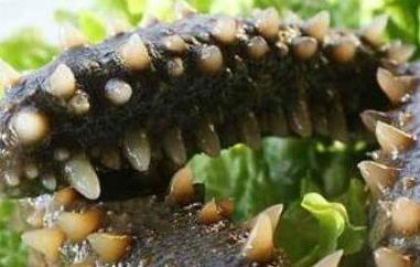 海参怎么吃（海参怎么吃效果最佳）