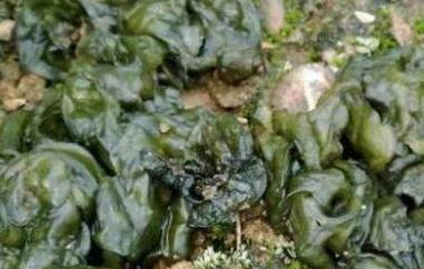 地木耳的功效与作用 地木耳的功效与作用图片