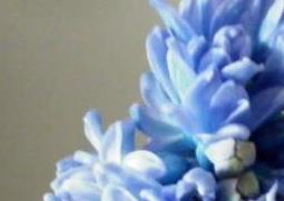 风信子怎么养 风信子怎么养水培