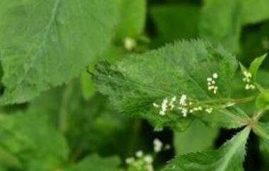 鸭儿芹怎么吃 鸭儿芹的家常做法 鸭儿芹是香菜吗