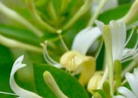 金银花藤的功效与作用（金银花藤的功效与作用泡水喝的功效）