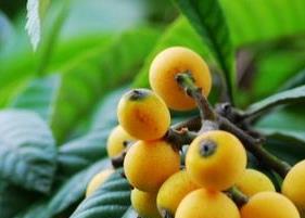 枇杷花茶的功效与作用(枇杷花茶的功效与作用禁忌)