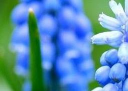 什么是葡萄风信子（葡萄风信子百度百科）