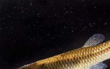 山花鱼的功效与作用 山花鱼的功效与作用