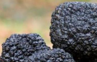 黑松露的功效与作用 黑松露的功效与作用护肤品