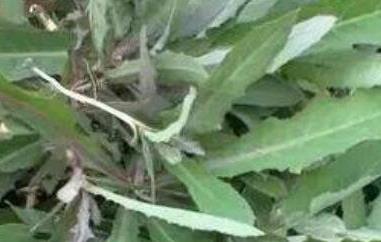 奶浆菜的作用与功效 奶浆菜的作用与功效图片