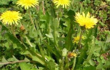 曲曲菜的花有什么用 曲曲菜花的功效