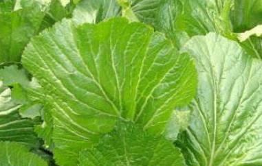 多头菜的功效与作用 多头菜的功效与作用及禁忌