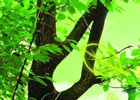 夏天喝红茶还是绿茶 夏天喝红茶还是绿茶哪个好