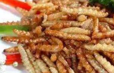 竹蛆怎么吃 竹蛉吃什么