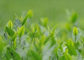 龙井的功效与作用（碧螺春的功效与作用）