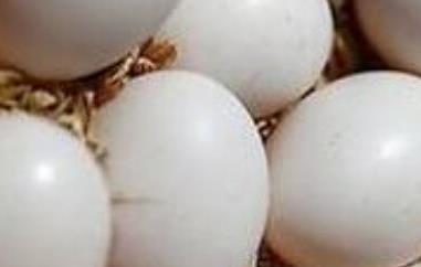 吃鸽子蛋的好处和坏处（吃鸽子蛋的好处和坏处有哪些）