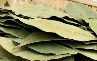 香叶的功效与作用（香叶的功效与作用及食用方法）