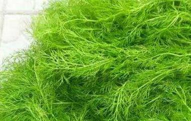 茴香菜不能和什么一起吃 茴香菜不能和什么一起吃呢