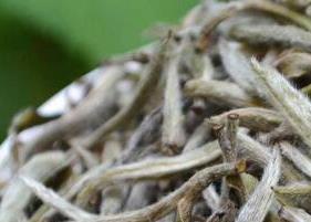 福鼎白茶饼怎么泡 福鼎白茶饼怎么泡视频