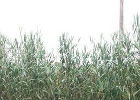 芦叶茶有什么营养 芦叶茶有什么营养价值